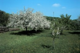 Streuobstwiese Blüten